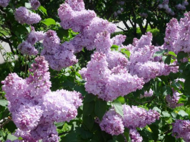 C����� ������������