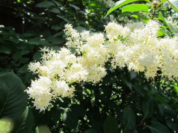 C����� ��������