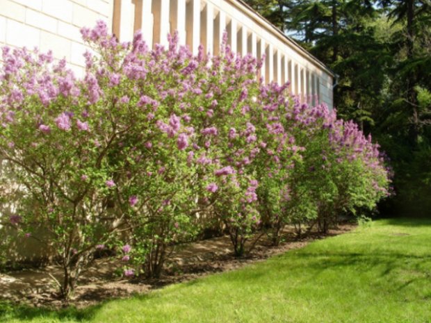 C����� ����������