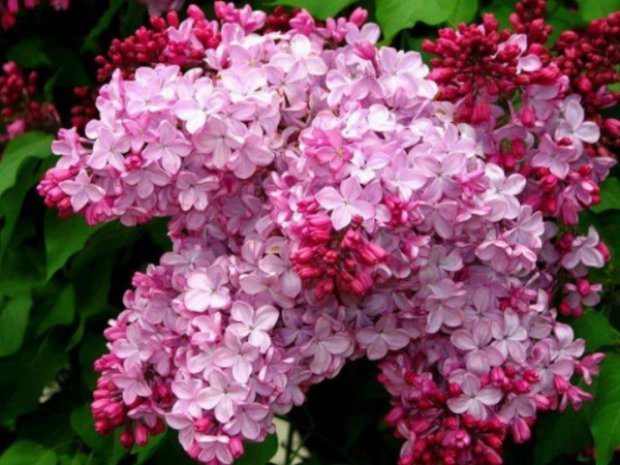 C����� ����������