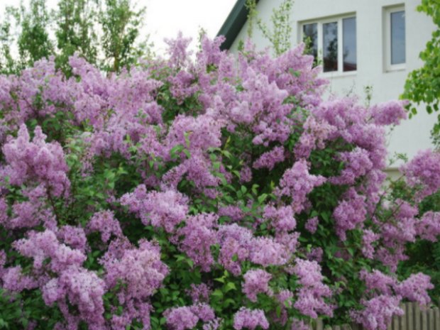 C����� ���������