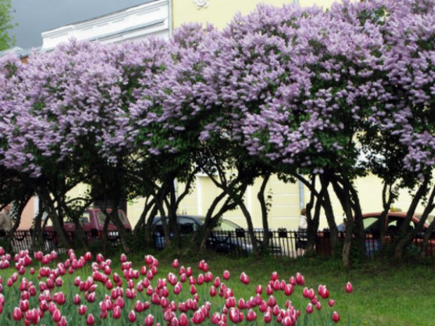 C����� ������������