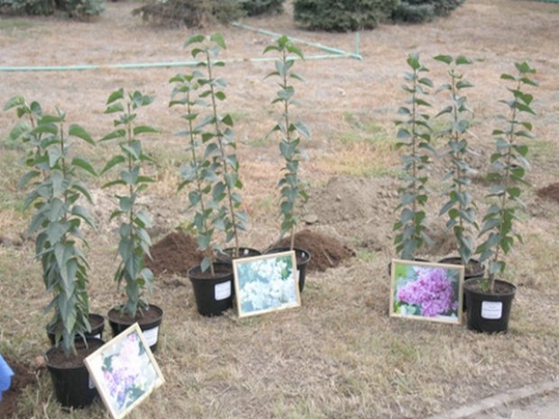 ������� ������