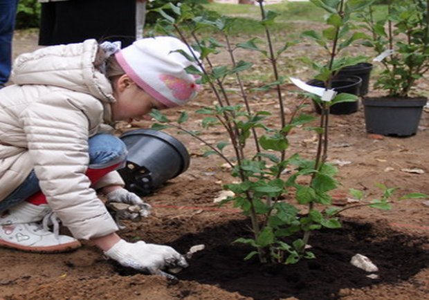 ������� ������ ������