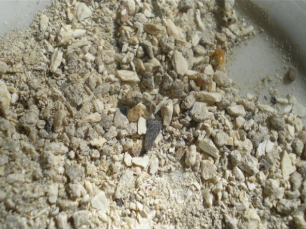 �������� ����