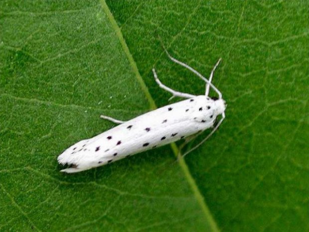 ���������� ����