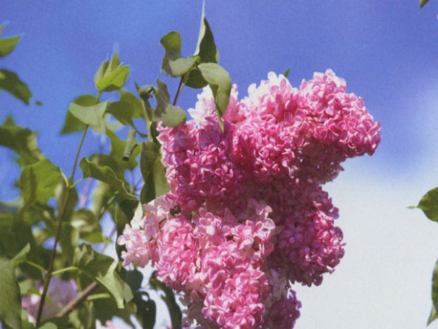 ����������� ������