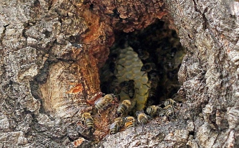 Пчелы в дупле