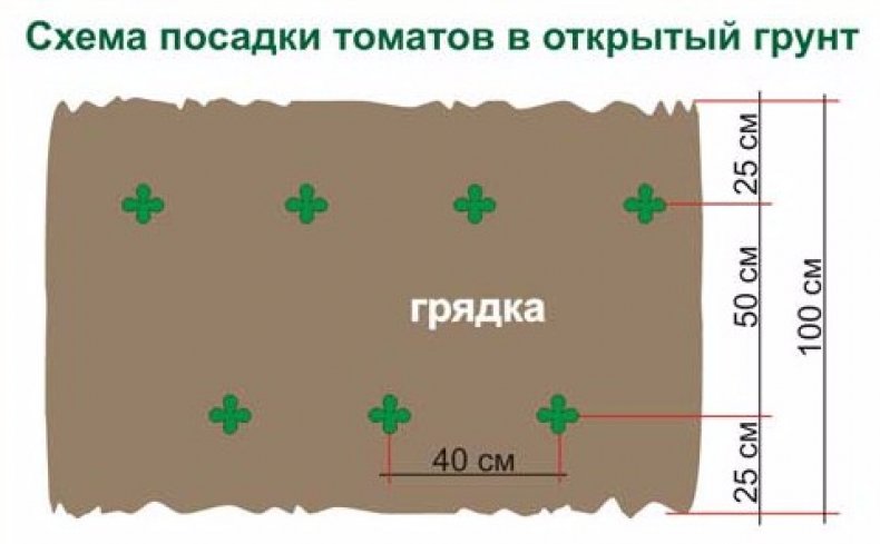 Схема посадки томатов