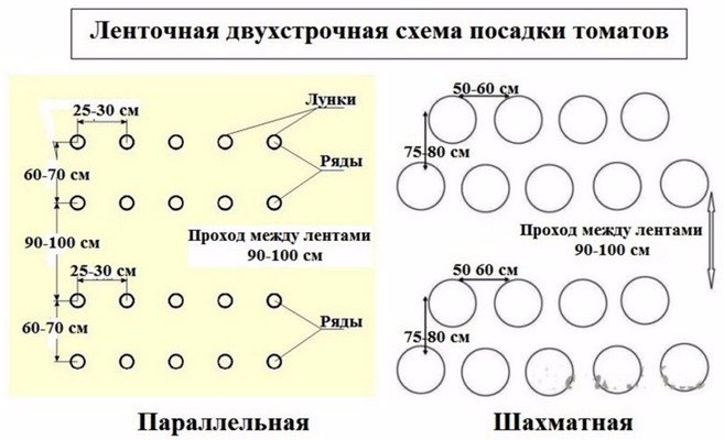 Схема посадки редьки в открытом грунте расстояние между рядами и в ряду