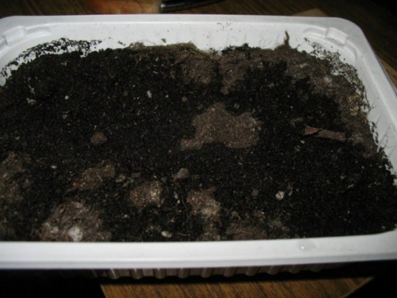 Почва для посадки аспарагуса перистого
