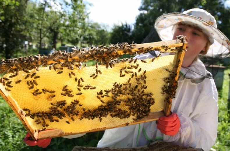Кочевое пчеловодство