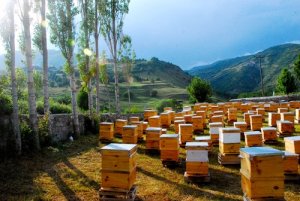 Кочевое пчеловодство