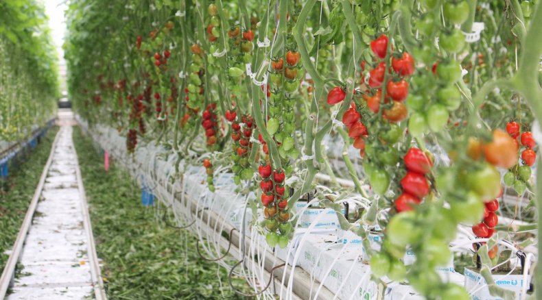 Новые технологии выращивания томатов