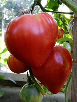 Как вырастить томат Бычье сердце на своем огороде
