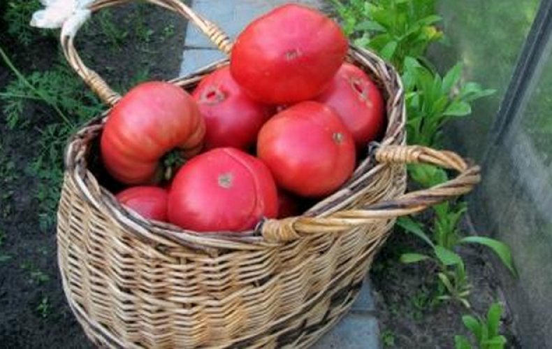 Урожай томатов