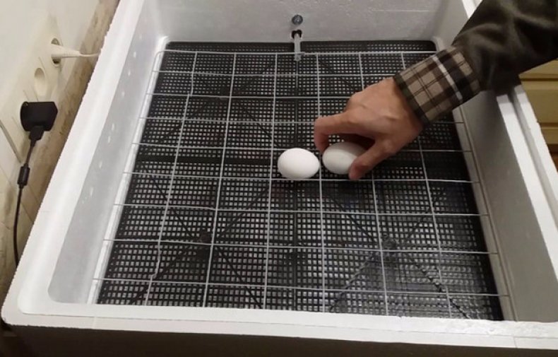 Закладка яиц