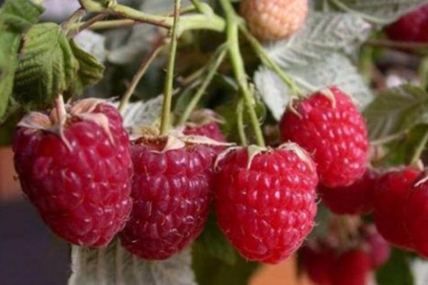 Сорта малины для иркутской области. . Сорта малины для иркутской области фото. Сорта малины для иркутской области-. картинка Сорта малины для иркутской области. картинка . Малина одна из самых ценных ягодных культур. Ее плоды обладают уникальными питательными и лечебными свойствами. В малине 7-10% сахаров среди которых преобладает фруктоза и глюкоза, 0.5-0.8% белка, 0.6-0.9 пектин, 1.2-2.3% органических кислот. Особое место среди органических кислот малины занимает салициловая кислота. Она обладает бактерицидными свойствами и способствует как потогонное, жаропонижающее и обезбаливающее средство Ягоды малины богаты клетчаткой 4.8-5.1%, которая стимулирует работу кишечника и способствует выведению холестерина из организма.