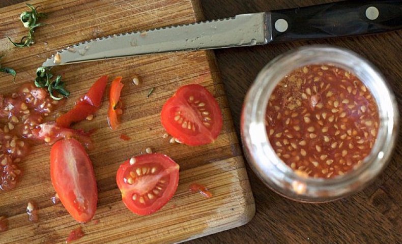 Собирать семена томатов
