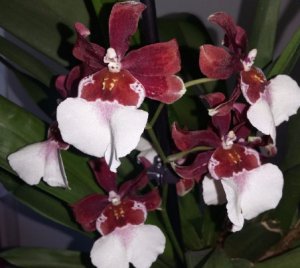 орхидея, камбрия, уход, домашний, фото