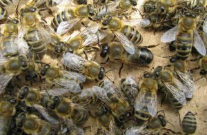 краинская, пчела, описание, фото, карника, Краинская пчела