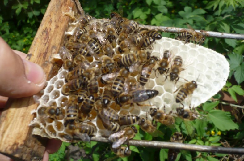 Пчелы породы Карника