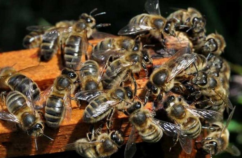 краинская, пчела, описание, фото, карника, Краинская пчела