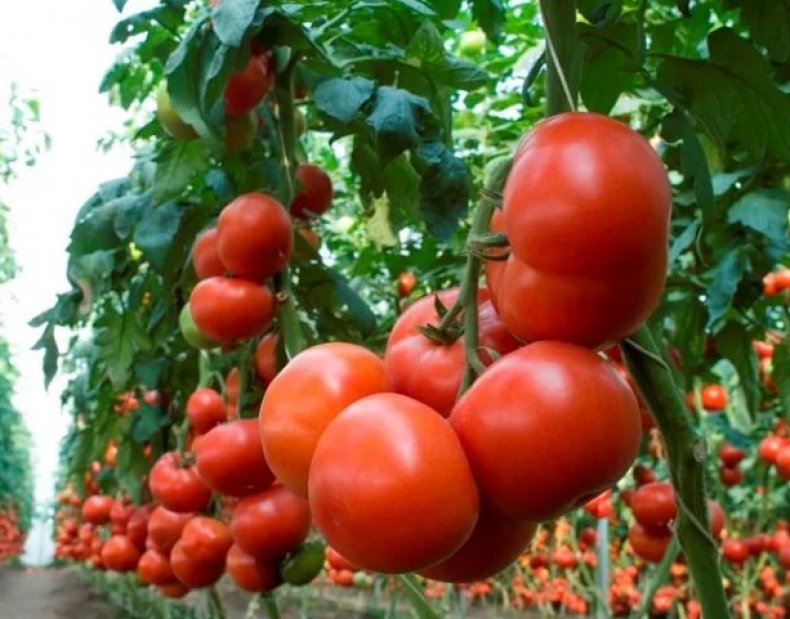 томат Слот f1