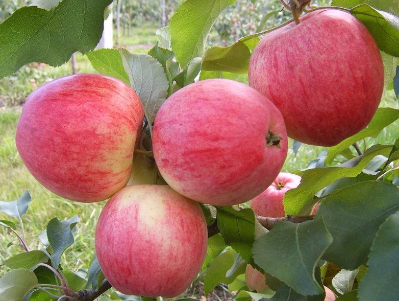 Яблоки ред делишес фото и описание сорта