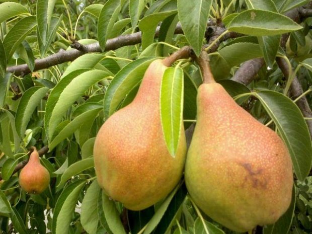 Груша Завея Описание