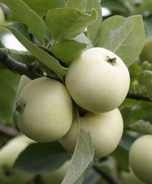 Сорт яблони «Юнга»