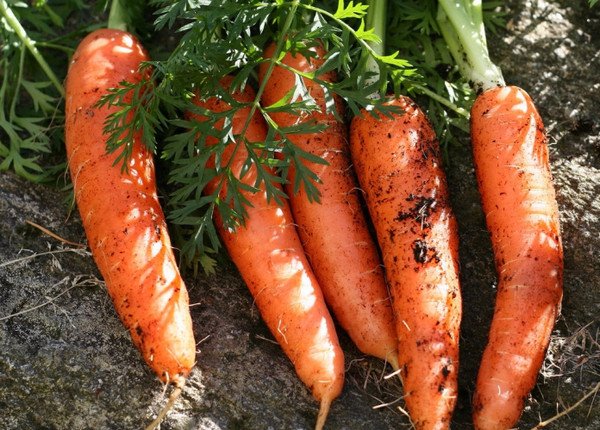 Морковь Канада Описание Сорта Фото Отзывы
