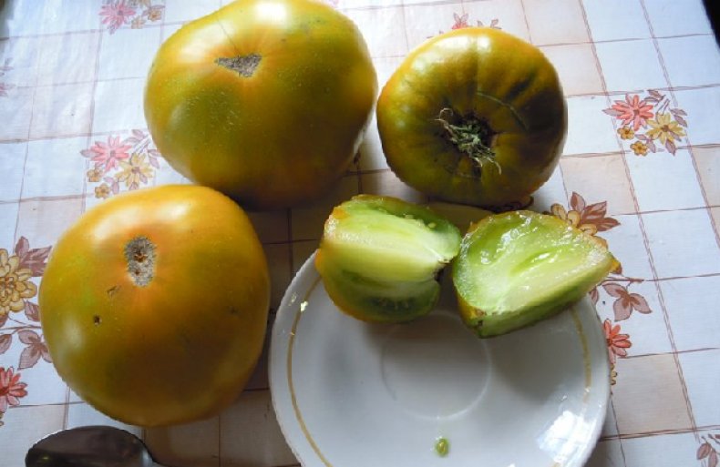 Сорт помидоров «Малахитовая шкатулка»