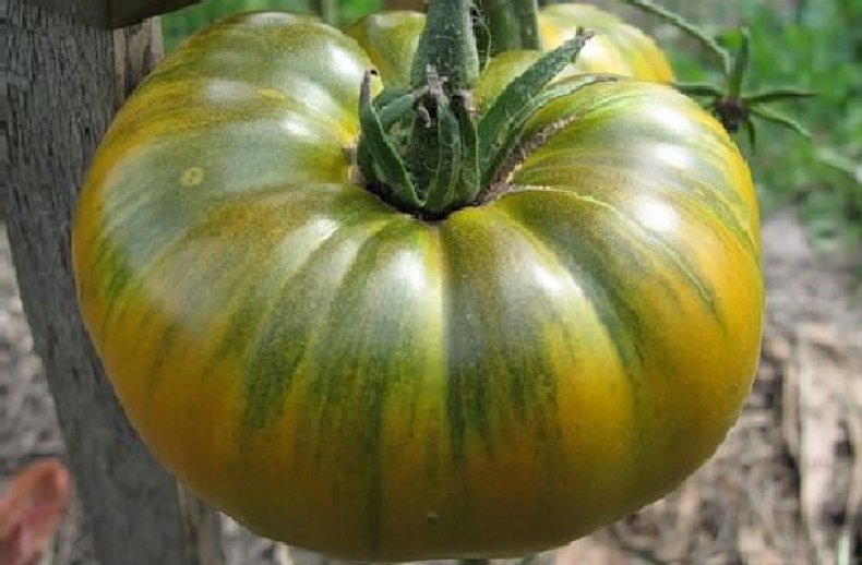 Сорт помидоров «Малахитовая шкатулка»