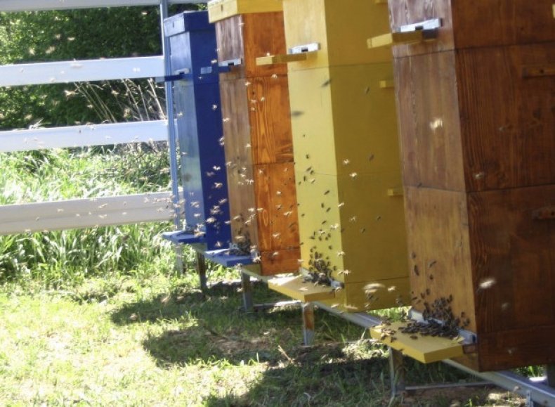 Пчелы в многокорпусном улье