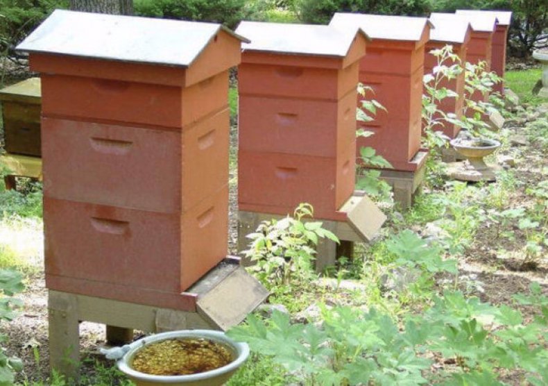 Многокорпусное содержание пчел в весенний период