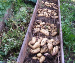 Урожай картофеля, выращенного под соломой