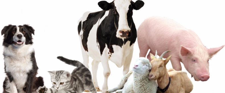 сельскохозяйственные и домашние животные