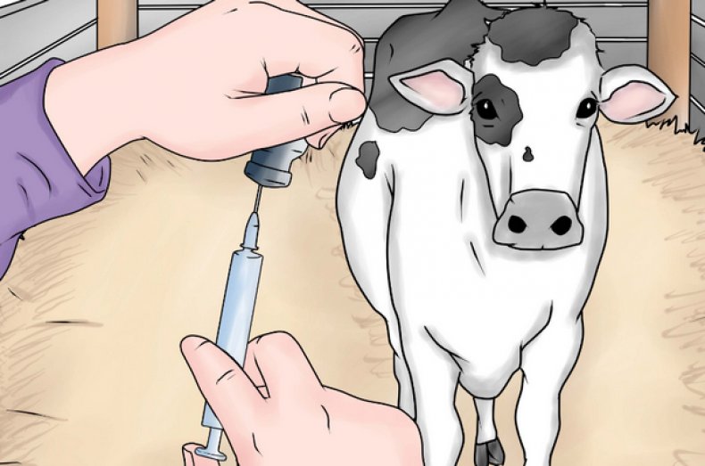 Гепатоджект» для сельскохозяйственных и домашних животных инструкция по применению