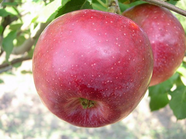 Яблоки Флорина Фото И Описание Сорта