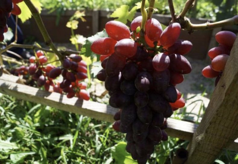 Сорт винограда Малиновый супер