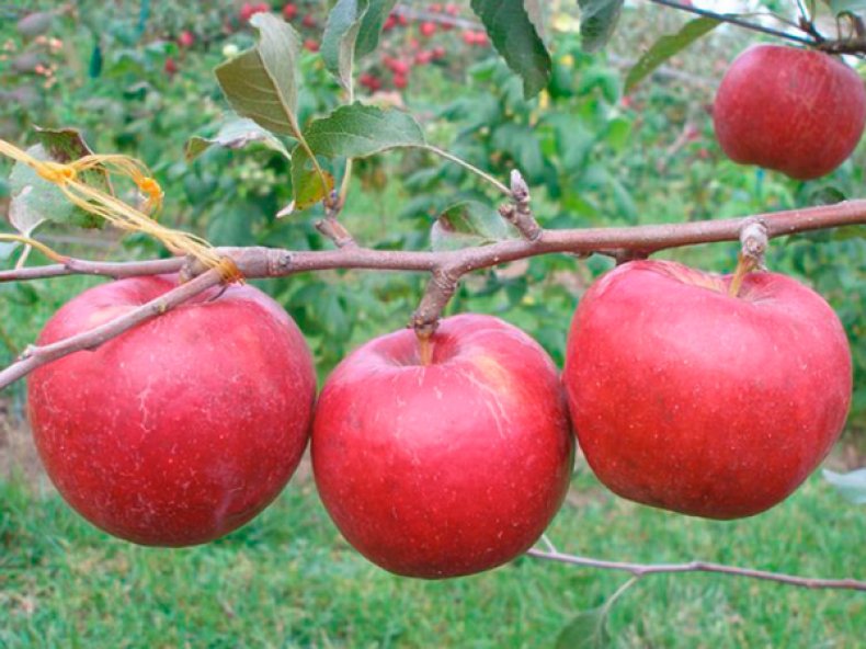 Яблоня «Рубиновые Дуки»