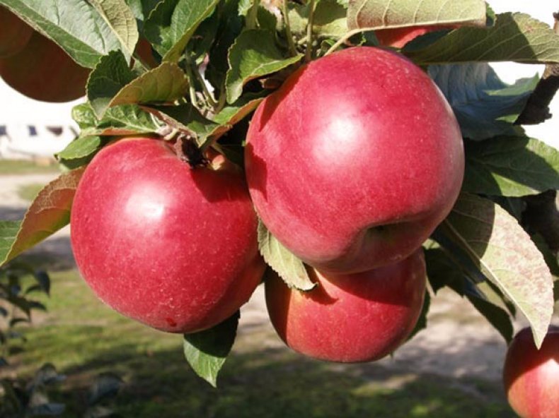 Яблока «Айдаред»