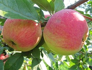 Фото сорта яблони «Медуница»
