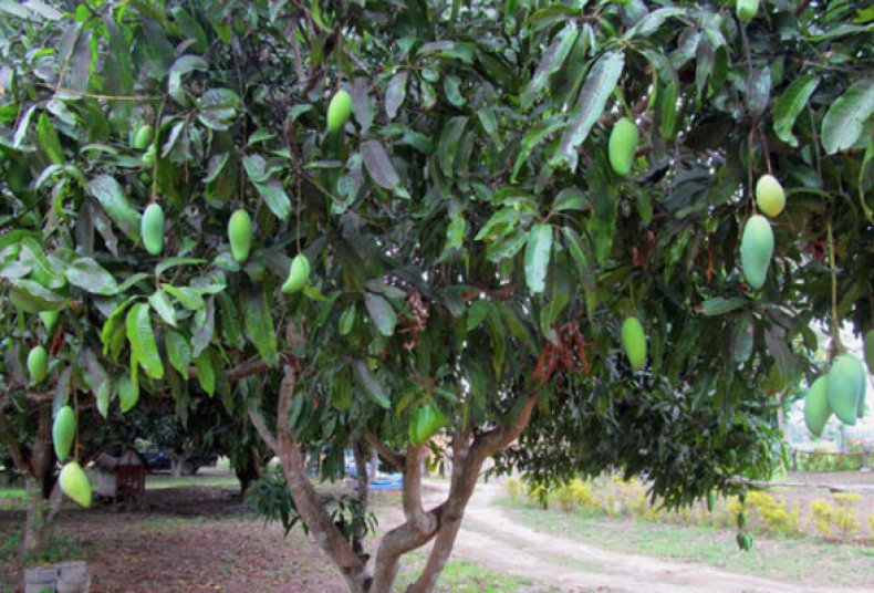 Дерево манго в домашних условиях фото манго