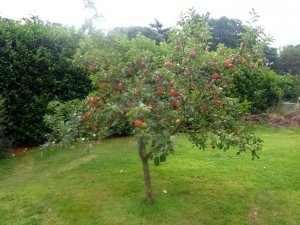 Дерево яблони сорта «Медуница» больших размеров