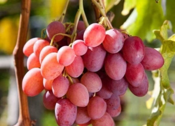 Розовый виноград крупный: описание сорта