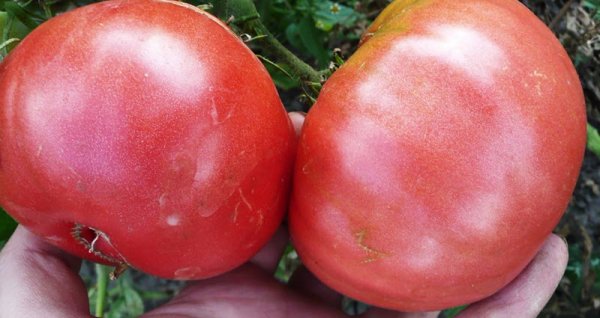 Томат Розовый мед описание и характеристика сорта урожайность рекомендации по выращиванию созревание плодов