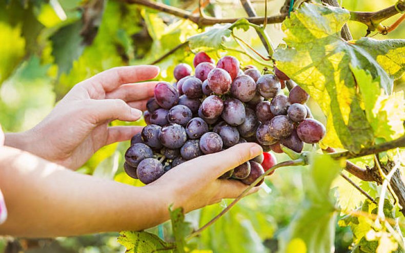 Виноград полезные свойства и противопоказания, польза и вред для организма женщин и мужчин
