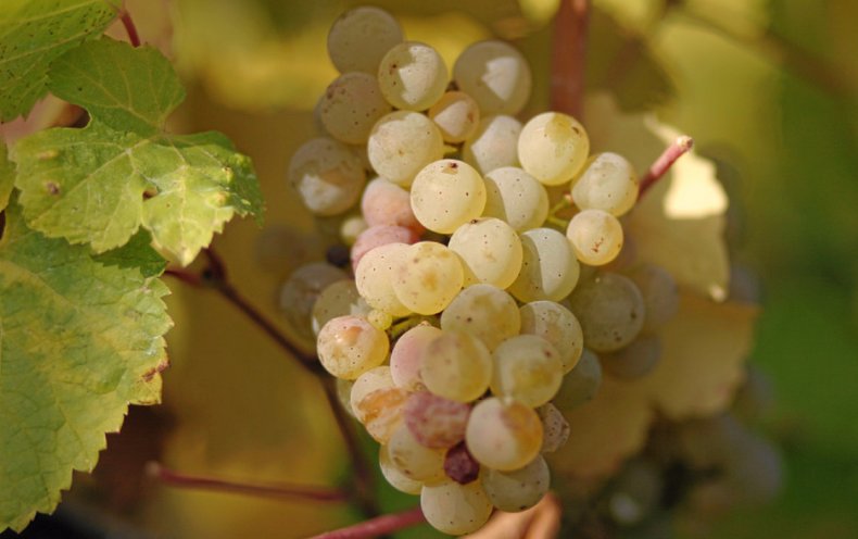 Виноград полезные свойства и противопоказания, польза и вред для организма женщин и мужчин